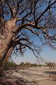 277 Kalahari woestijn, baobab